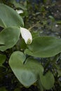 Peltandra virginica with white inflorescence Royalty Free Stock Photo