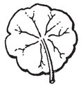 Peltate vintage illustration Royalty Free Stock Photo