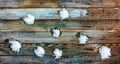 Pelted with snowballs wooden retro grunge background from barn boards. Royalty Free Stock Photo