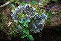 Peltigera canina, commonly known as the dog lichen