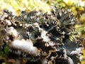 Lichen on the branch of tree.Peltigera Canina. parasitism, parasite, disease,