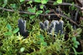 Peltigera canina. Lichen among mosses