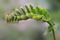 Peltophorum dasyrrhachis flower,Caesalpiniaceae , Leguminosae, leafy shoots, treetop Royalty Free Stock Photo