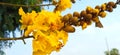 Peltophorum pterocarpum yellow flametree copperpod snap Royalty Free Stock Photo