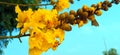 Peltophorum pterocarpum yellow flametree copperpod beautiful flowers buds stock Royalty Free Stock Photo