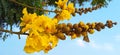 Peltophorum pterocarpum yellow flametree copperpod beautiful flowers buds Royalty Free Stock Photo