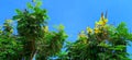 Peltophorum pterocarpum yellow flame yellow poinciana snap Royalty Free Stock Photo