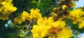 Peltophorum pterocarpum yellow flametree copperpod flowers stock buds Royalty Free Stock Photo