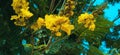 Peltophorum pterocarpum yellow flametree flowers Royalty Free Stock Photo