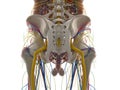 The pelvic anatomy