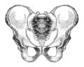 Pelvic bone,