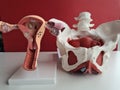 Pelvic bones of female reproductive system uterus anatomy