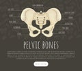 Pelvic bones landing page. Orthopedics, traumatology medical banners vector illustration Royalty Free Stock Photo