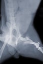 Pelvic fracture dog x ray flim