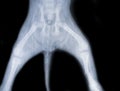 Pelvic fracture dog x ray flim Royalty Free Stock Photo