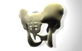 Pelvic girdle Royalty Free Stock Photo