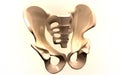 Pelvic girdle Royalty Free Stock Photo
