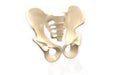 Pelvic girdle Royalty Free Stock Photo