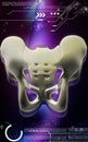 Pelvic girdle Royalty Free Stock Photo