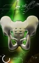 Pelvic girdle Royalty Free Stock Photo