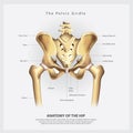 The Pelvic Girdle of Human Hip Bone Anatomy Royalty Free Stock Photo