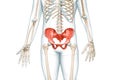 Pelvic girdle or pelvis, sacrum and coccyx bones in color with body 3D rendering illustration isolated on white with copy space.