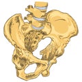 Pelvic Girdle