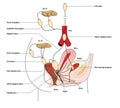 Pelvic nerves