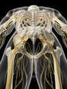 The pelvic nerves Royalty Free Stock Photo