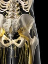 The pelvic nerves