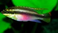Pelvicachromis pulcher Royalty Free Stock Photo
