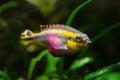 Pelvicachromis pulcher young beautiful male fish, popular ornamental species, endemic animal of African river Congo