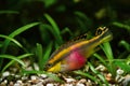 Pelvicachromis pulcher young male fish in its beauty, popular ornamental species, endemic animal of African river Congo