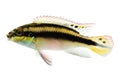 Pelvicachromis pulcherii on White Background Royalty Free Stock Photo