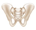 Pelvis