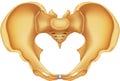 Pelvis