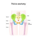 Pelvis anatomy. Color structure of pelvic skeleton
