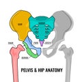 Pelvis Anatomy Scheme Royalty Free Stock Photo