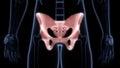 Pelvis Bone Joints of Human Skeleton System Anatomy X-ray 3D rendering Royalty Free Stock Photo