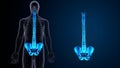 Skeleton back bone and pelvic bone anatomy