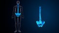 Skeleton back bone and pelvic bone anatomy