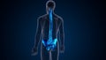 Skeleton back bone and pelvic bone anatomy 3d illustration
