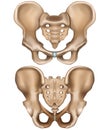 Pelvis hip illustration front and rear view isolated on white background