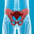 Pelvis human body x-ray