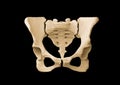 Pelvis, Human skeleton, Female Pelvis Bone anatomy, hip Royalty Free Stock Photo