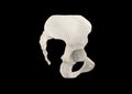 Pelvis, Human skeleton, Female Pelvic Bone anatomy, hip, 3D artwork, Bones Anatomy right View, Black background
