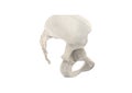 Pelvis, Human skeleton, Female Pelvic Bone anatomy, hip, 3D artwork, Bones Anatomy right View, white background