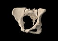 Pelvis, Human skeleton, Female Pelvic Bone anatomy, hip, 3D artwork, Bones Anatomy View, black background Royalty Free Stock Photo