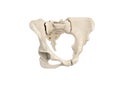 Pelvis, Human skeleton, Female Pelvic Bone anatomy, hip, 3D artwork, Bones Anatomy View, white background