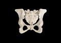 Pelvis, Human skeleton, Female Pelvic Bone anatomy, hip, 3D artwork, Bones Labeled Anatomy top View, black background